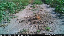 080122 - F18 - Hen & 21 qu chicks.jpg