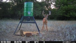 080322 - F4 - 9 pt Buck.jpg