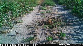 080322 - F18 - Hen & 26 quail chicks.jpg