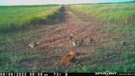 080622 - F2 -Hen-5 ph chicks-2 dove.jpg