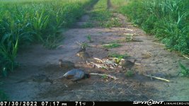 073022 - F1 - Rooster-4 old chicks-Quail.jpg