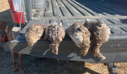 Screen Shot 2022-09-11 at 12.55.55 PM.png Screen Shot 2022-09-11 at 12.55.55 PM.png