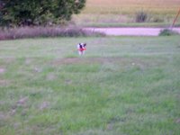 100_0057 first maggie retrieving video_Moment(2).jpg