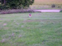 100_0057 first maggie retrieving video_Moment.jpg