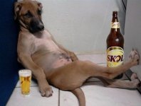 Dog-drinking-beer-funny-photo.jpg