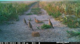 090922 - F1 - 4 Hens.jpg