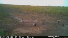 091622 - F15 - Rooster & 4 Hens.jpg