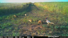 091622 - F15S - 4 Roosters & 2 Hens.jpg