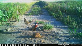 092022 - F1 - Rooster & 2 Hens.jpg