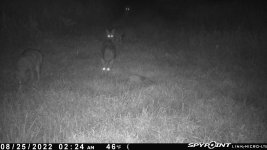 082522 - F17 - 4 coyotes.jpg