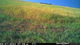 082722 - F14 - 11 quail.jpg