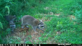 081722 - F15 - Mom & 2 baby racoons.jpg