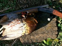 10-21-22 First bird close up with my old legs.JPG