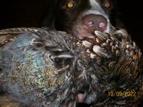 Maggie 2 first pheasantskin retrieve.JPG
