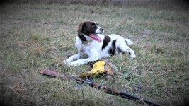 Mick Grand dog resting with gun and bird1 (1).JPG