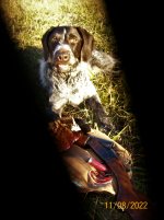 Tink 11-8-22 win 370 slant cropped.JPG