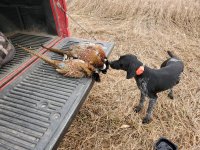 Vets Day birds 2.jpg