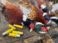 IMG_0774.jpg IMG_0774.jpg