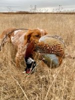 Retrieving a pheasant.jpg