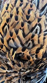 Pheasant#2.jpg