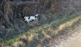 maggie 11-22 going into brush.JPG