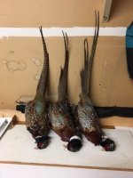 12-19-22 rooster tails.jpg