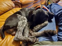 Gus sleeping after a hunt.jpg