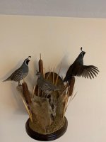 California Quail mount.jpg