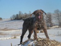 young bert haystack tongue.jpg