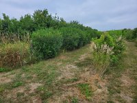 Shrubs summer 2022.jpg