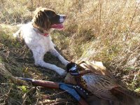 Mick and phesant 11 18  yelllowstone great day 009.jpg