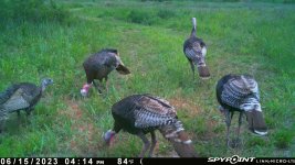 061523 - F4W - 5 Turkeys.jpg
