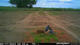 061723 - F18S - 2 bluejays.jpg