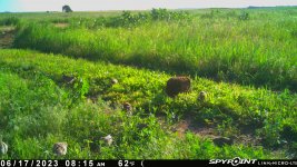 061723 - F30S - 9 pheasant chicks.jpg