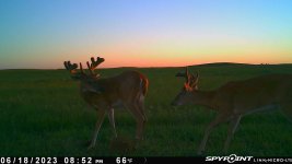 061823 - F21NE - 10 pt buck in velvet.jpg