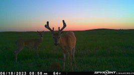 061823 - F21NE - Buck in velvet with doe.jpg