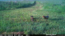 061823 - F33N - Rooster & 2 Quail.jpg