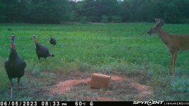 060523 - F4D - 4 Turkeys & Buck.jpg