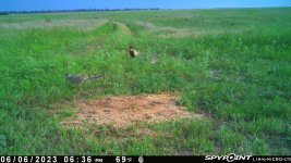 060623 - F14N - Rooster & Hen.jpg