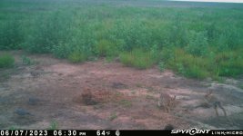 060723 - F01M - 2 Quail & 3 Dove & 2 Rabbits.jpg