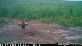 060723 - F01M - Rooster Crowing.jpg