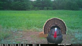 060823 - F4D - Turkey.jpg