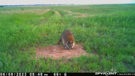 060823 - F14N - Racoon.jpg