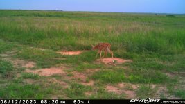 061223 - F15MI - Fawn.jpg