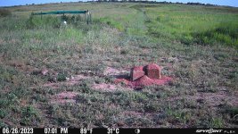 062623 - F3N - Quail & 6 chicks.jpg