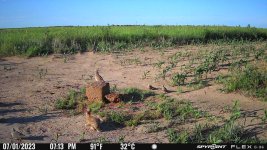 070123 - F0S - 2 quail 2 dove 1 rabbit.jpg