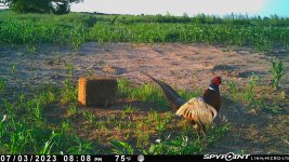 070323 - F18S - Rooster crowing.jpg