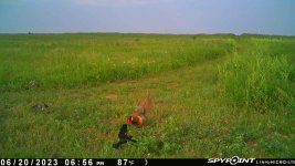 062023 - F01WI - Rooster-2 Dove-Blackbird.jpg