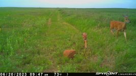 062023 - F16NW - Doe & Fawn.jpg