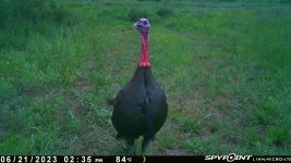 062123 - F4W - Tom Turkey.jpg